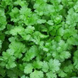 coriander Thokku <br> (கொத்தமல்லி தொக்கு )