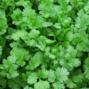 coriander Thokku <br> (கொத்தமல்லி தொக்கு )