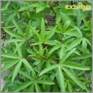 Gongura Thokku <br> (கோங்குரா தொக்கு )